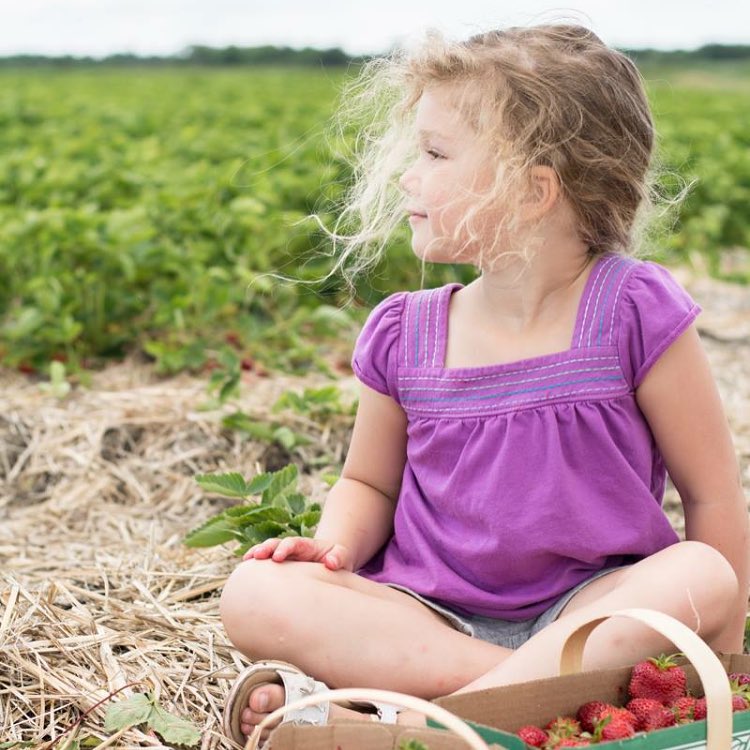 Strawberry picking