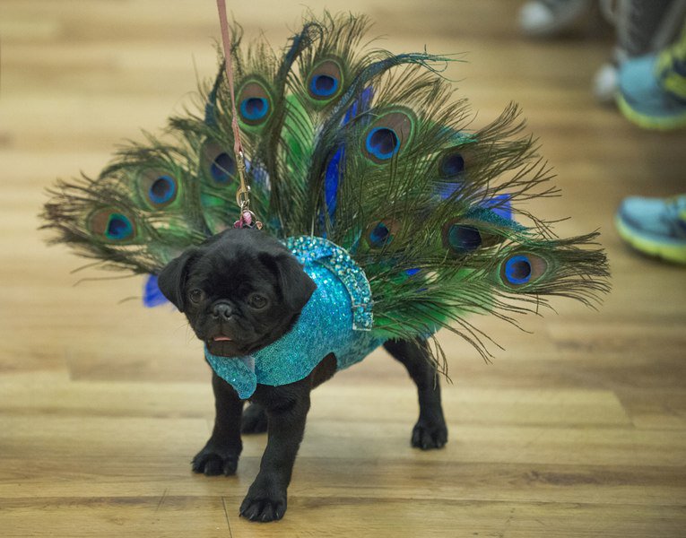 Beautiful dog in Halloween costume.