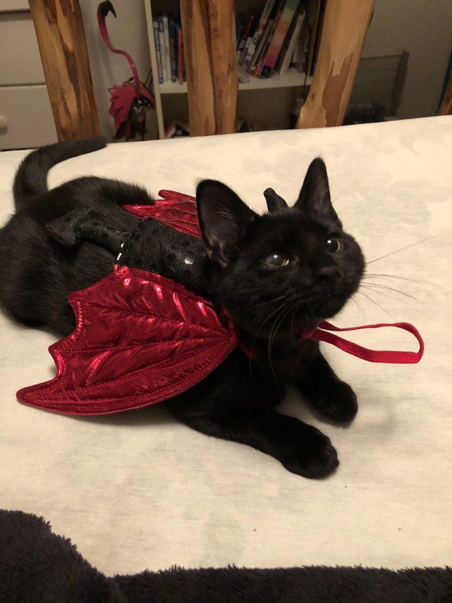 Black cat is ready for Halloween.