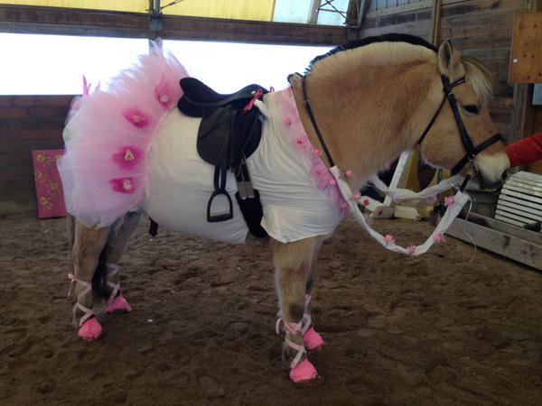 Does your pet have a Halloween costume