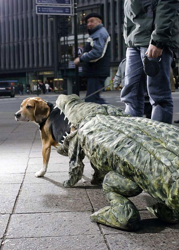 Dog Being Eaten By A Crocodile