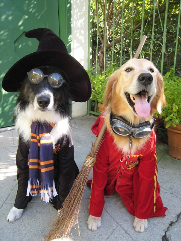 Harry Potter Dogs.