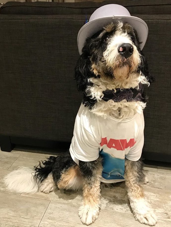 Hippest pet Halloween Costume