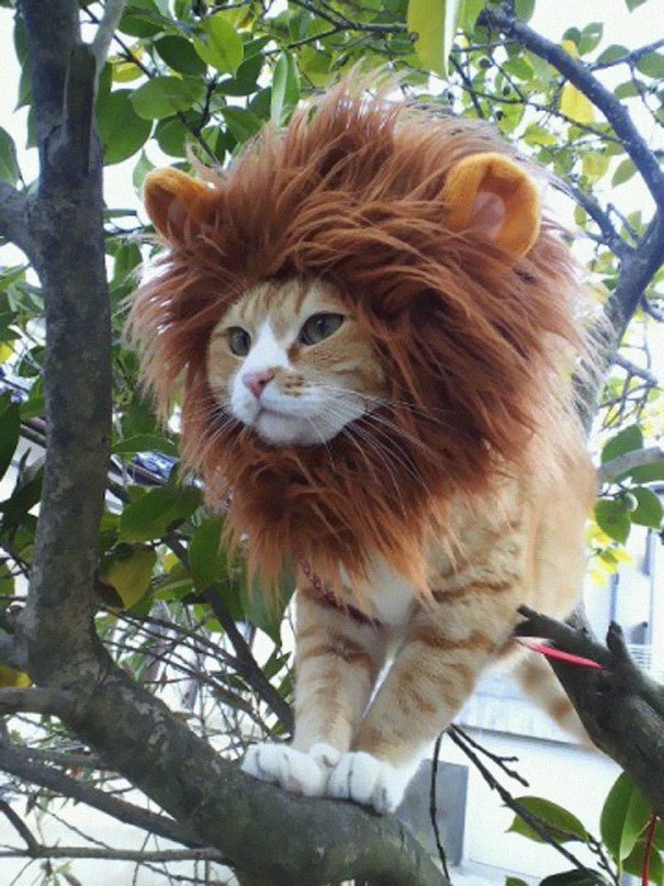 Lion Cat.
