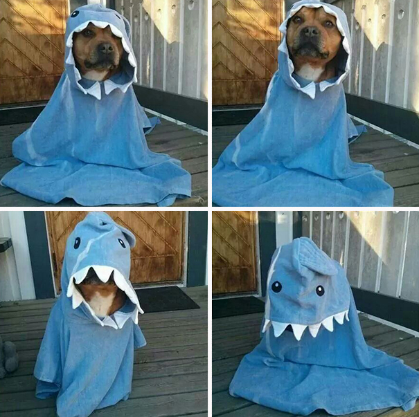 Lovely Shark Dog.