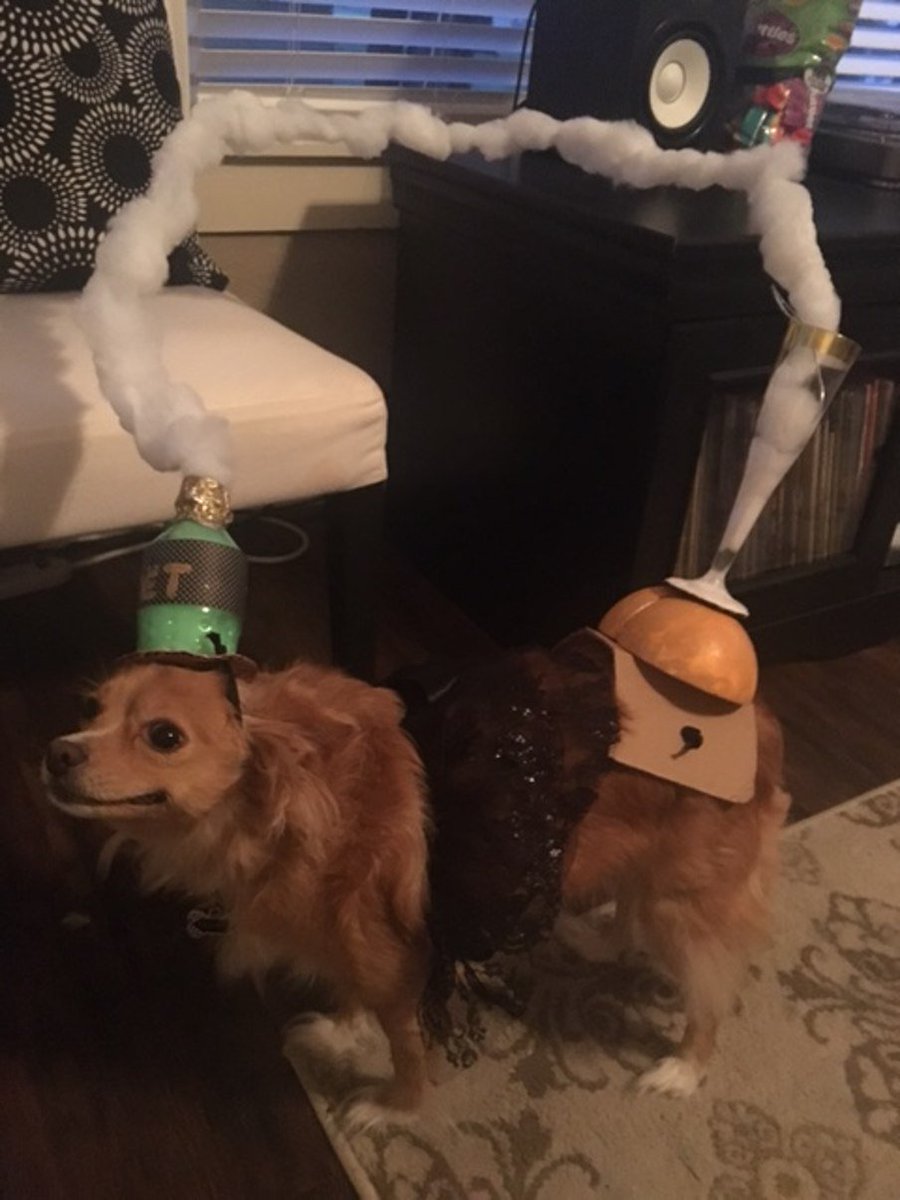 Pet Halloween costume contest and it is already incredible!