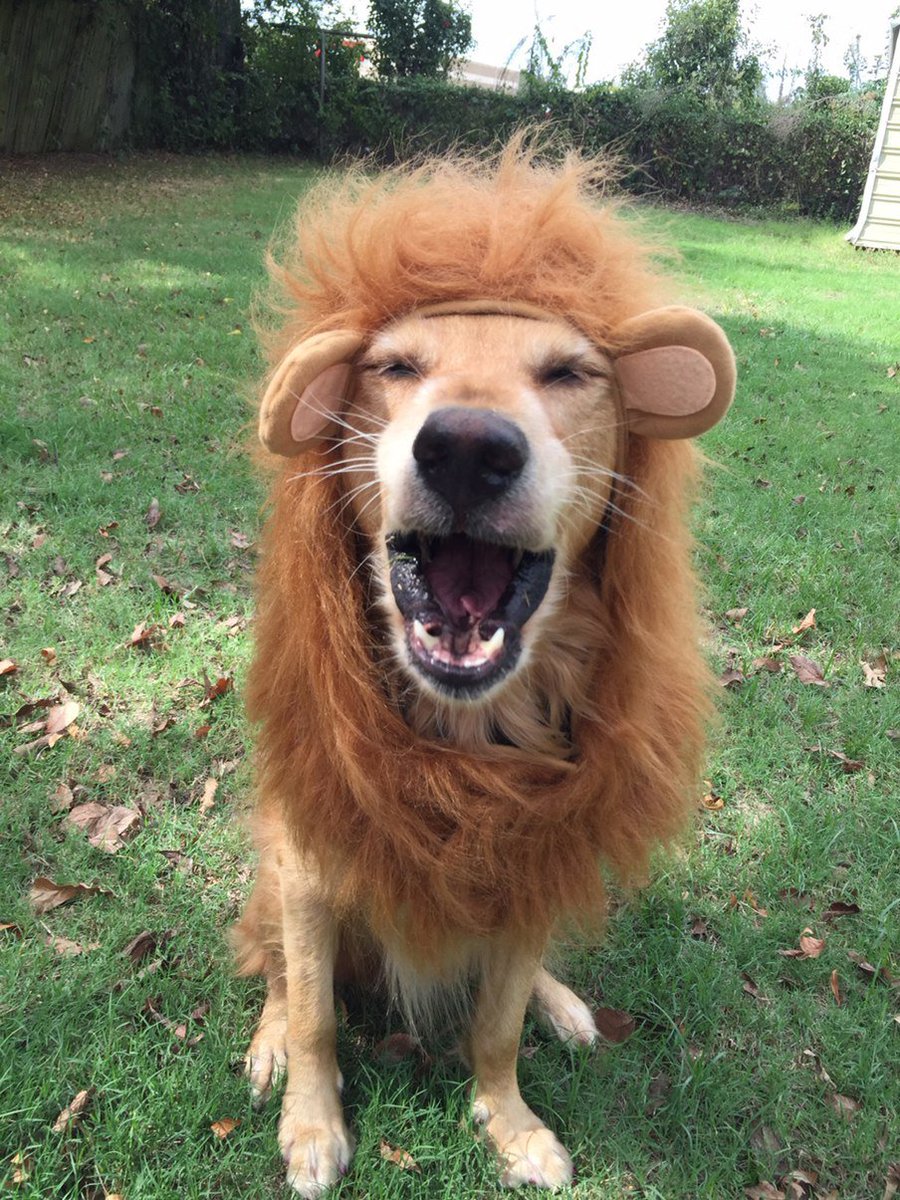 Pet into our Halloween costume contest.