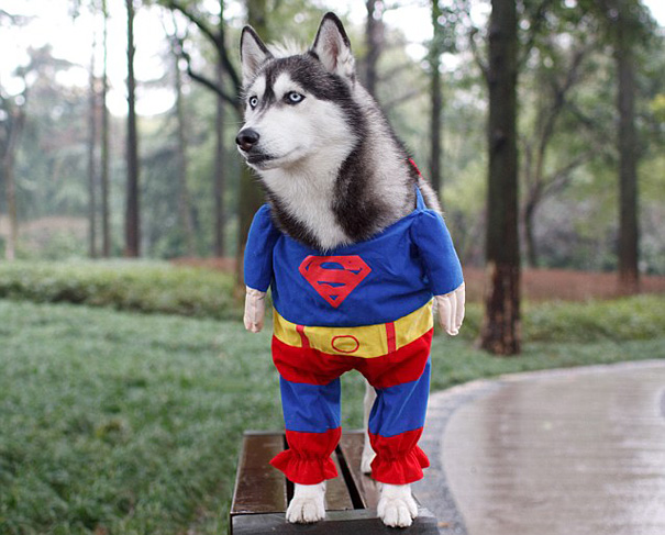 Super Husky