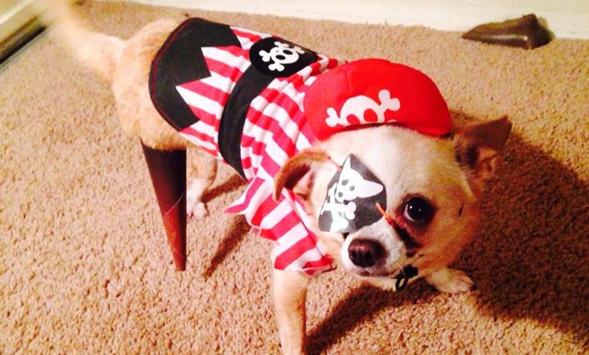 This dog is a strong contender for best Halloween costume! 
