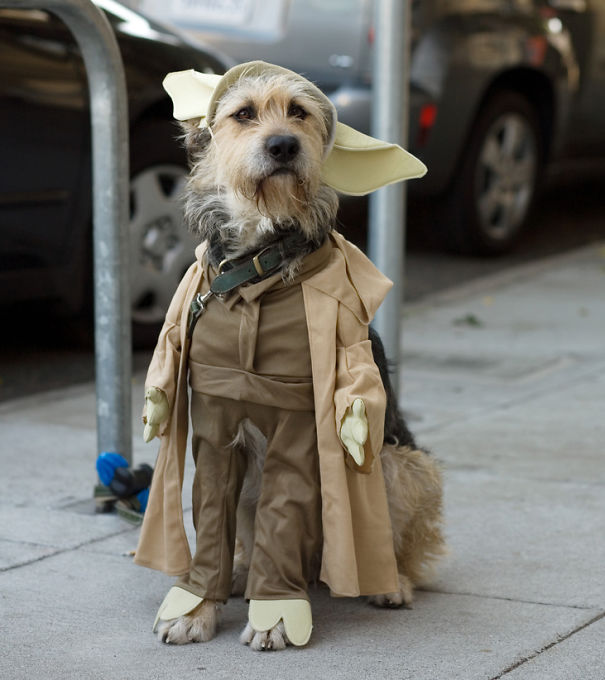 Yoda Dog