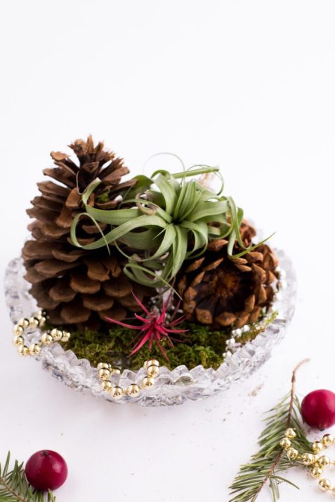 Air Plant Used As Christmas Gifts.