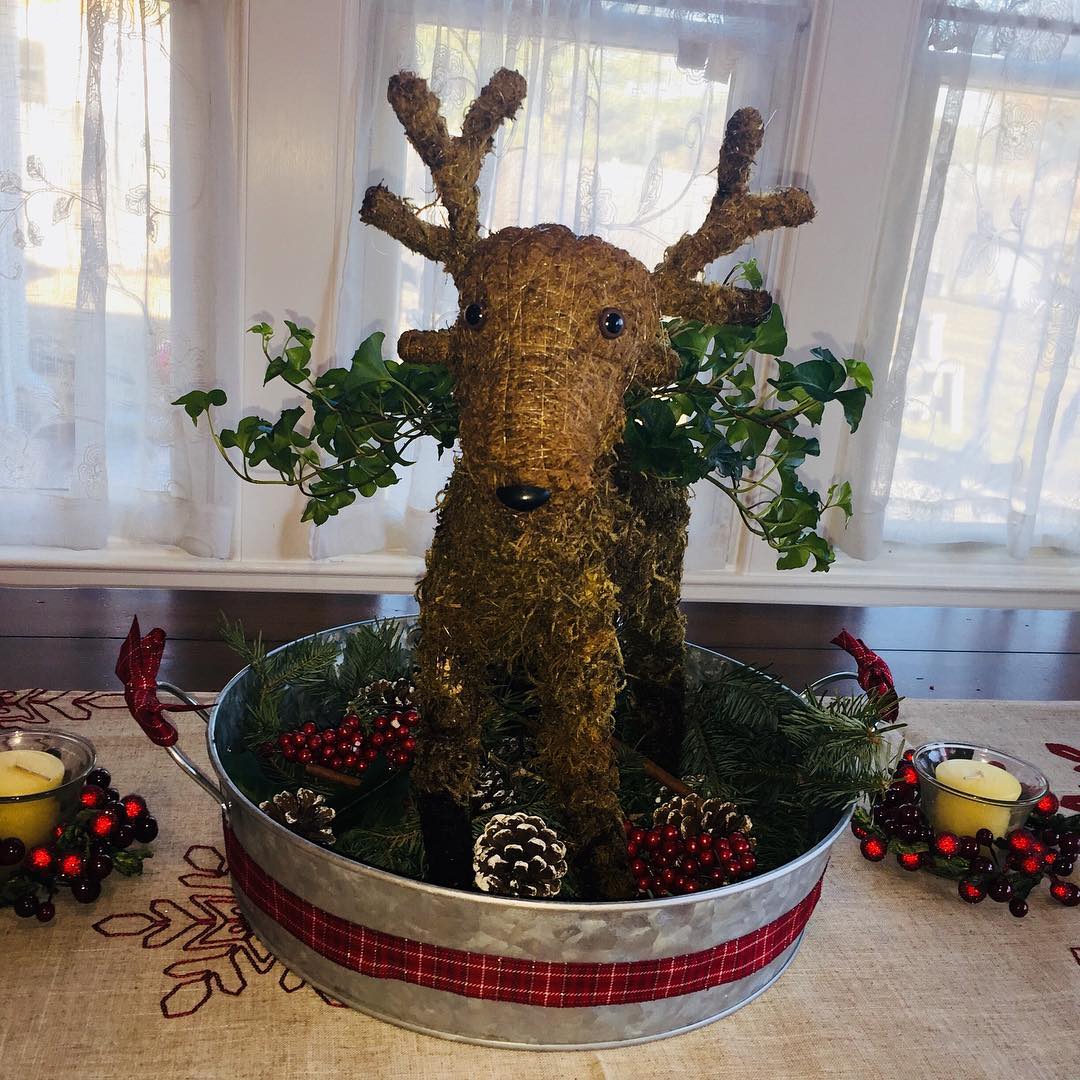 Growing some ivy in this adorable reindeer plant holder. Perfect centerpiece for the table.