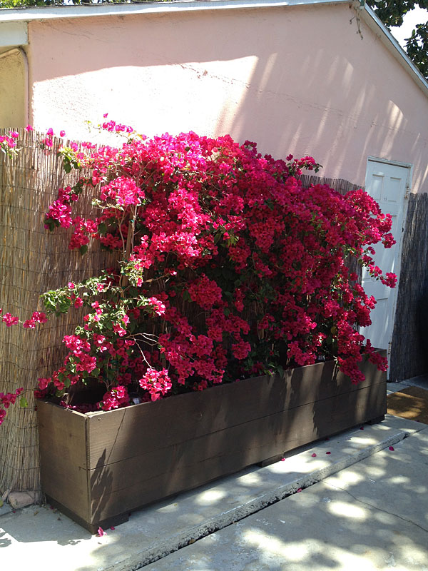 Flower Planter for Bougainvillea.