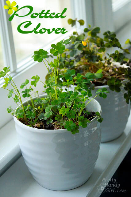 Potted Clover.