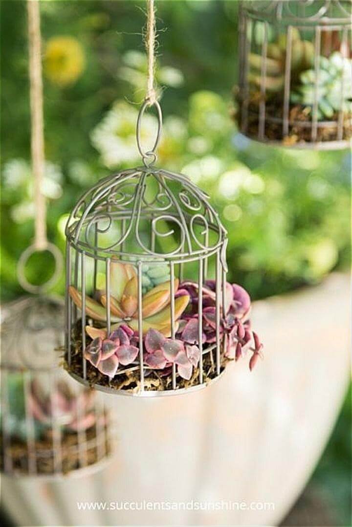 Beautiful Succulent Bird Cages.