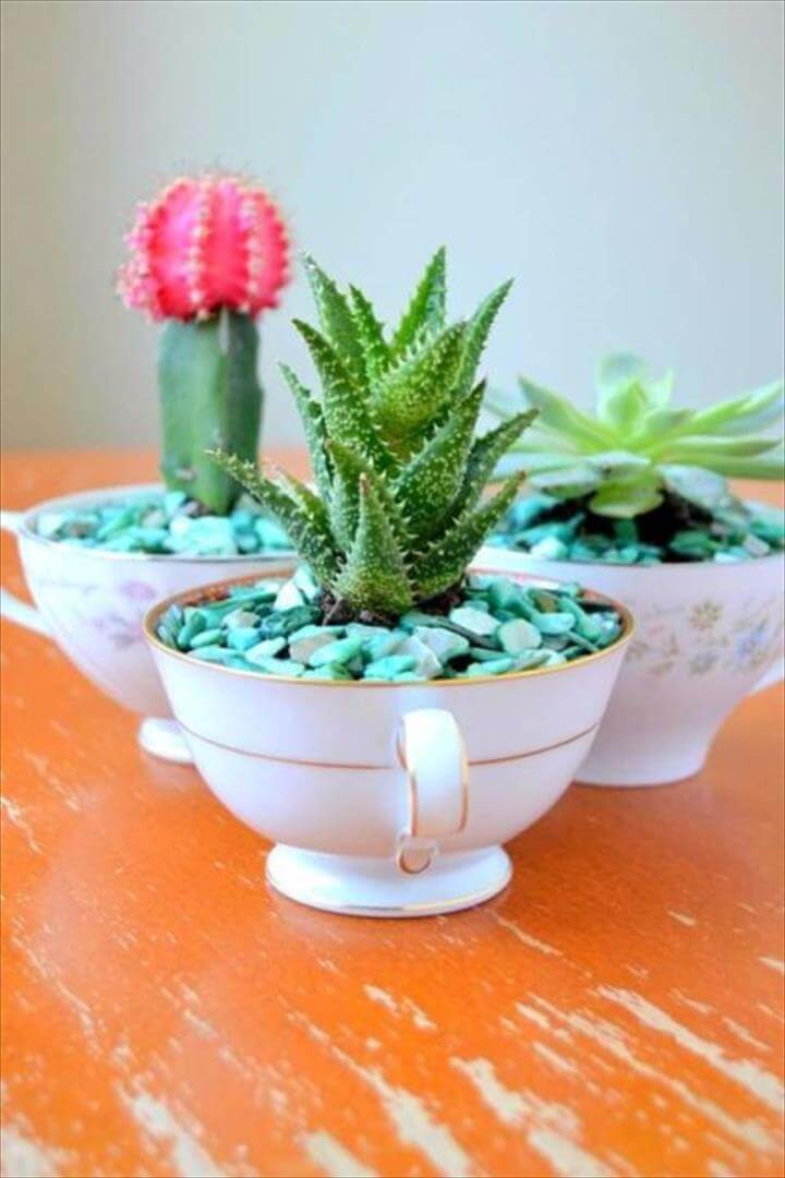DIY Succulent Teacups.