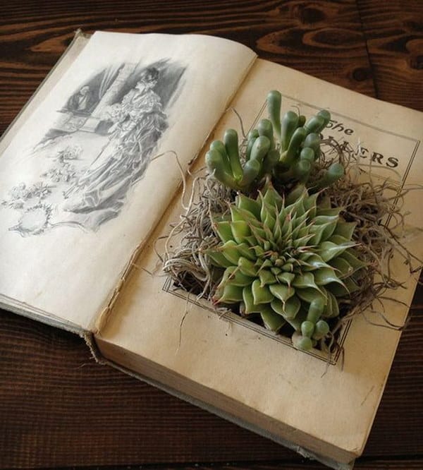Delicate succulents in an old book.
