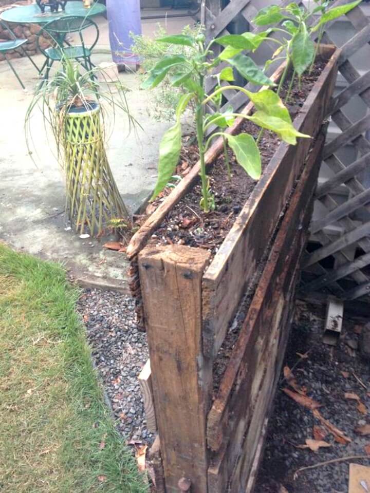 Double Sided Pallet Garden.