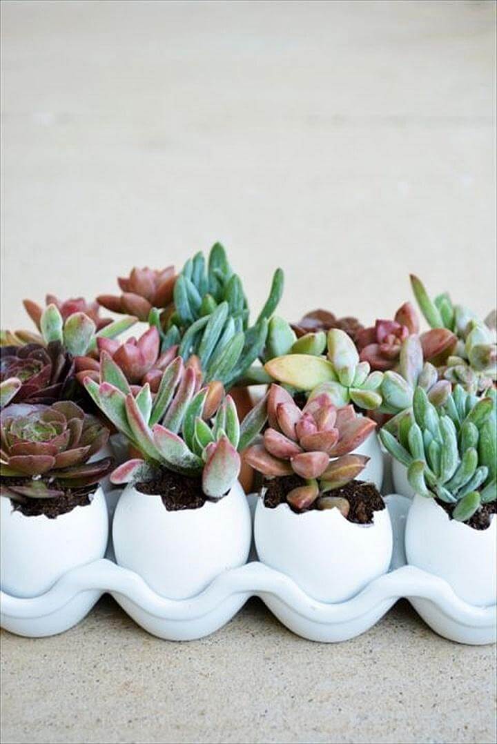 Egg Shells Succulent Garden. Display Succulents in Your Home