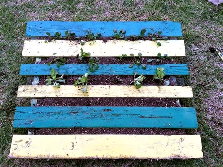 Pallet Garden for Thirty Bucks.