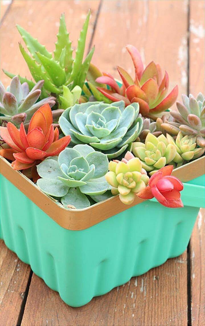 Succulent Berry Basket.