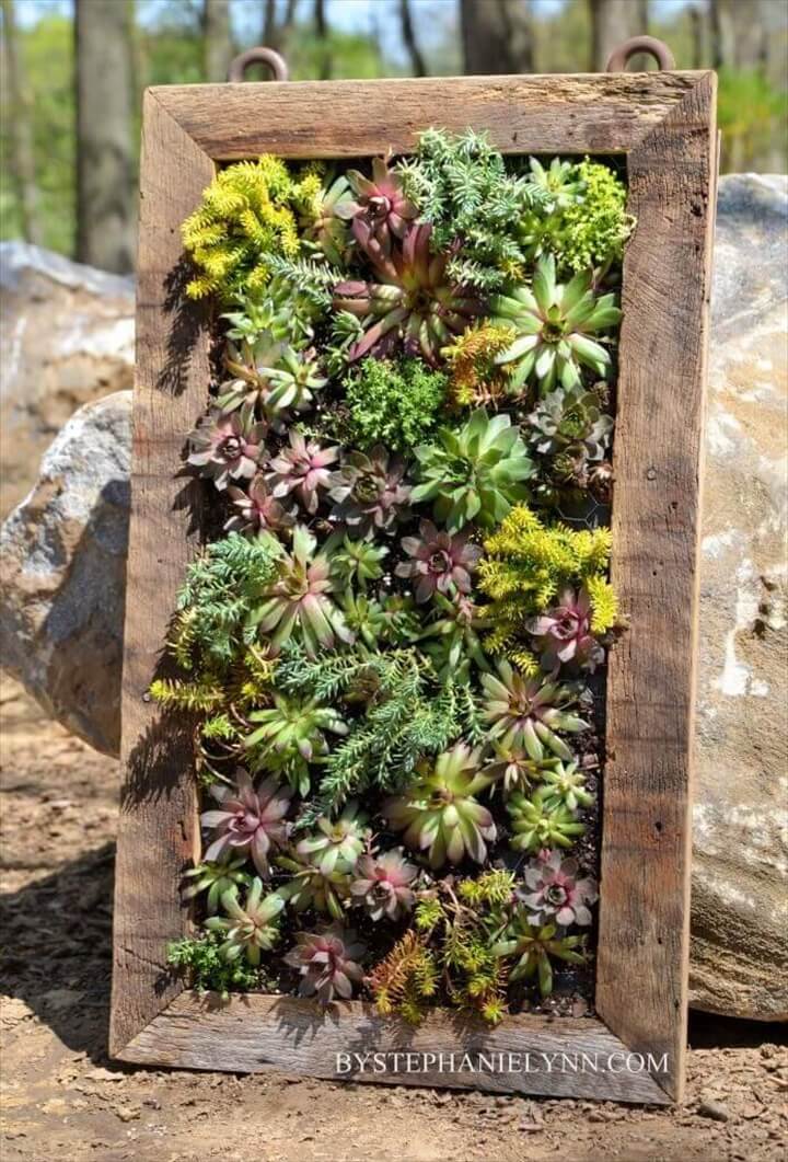 Vertical Wall Planter. Display Succulents in Your Home
