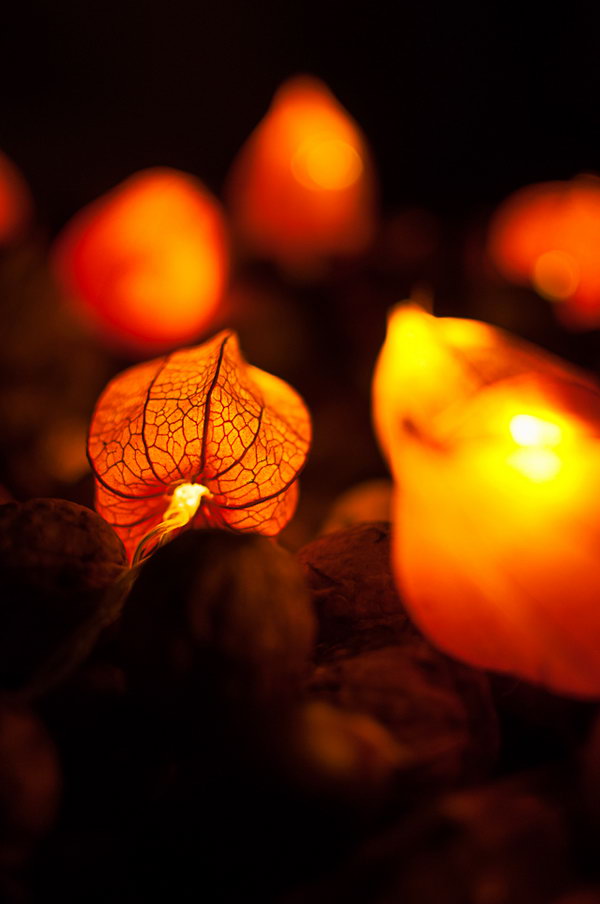 Use Dried Physalis blossoms to Make Fairy Lights. DIY fall décor
