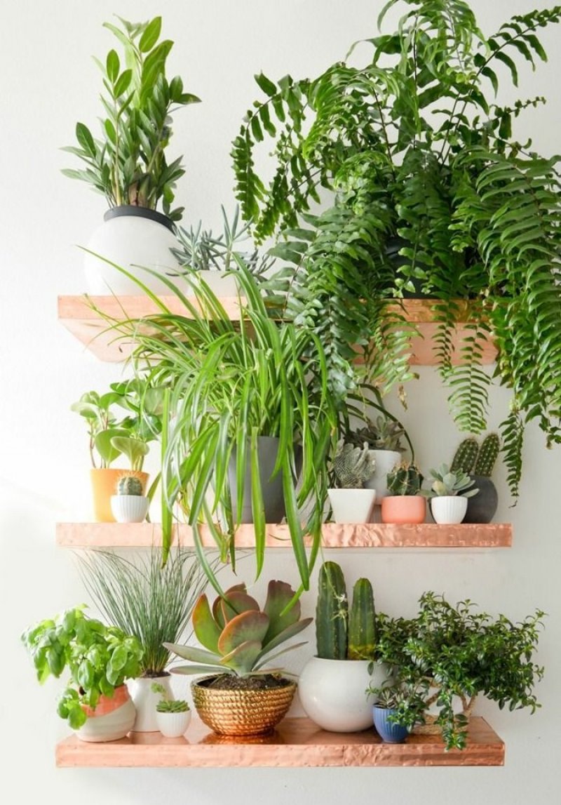 Use shelves in your home to keep the plants on it.