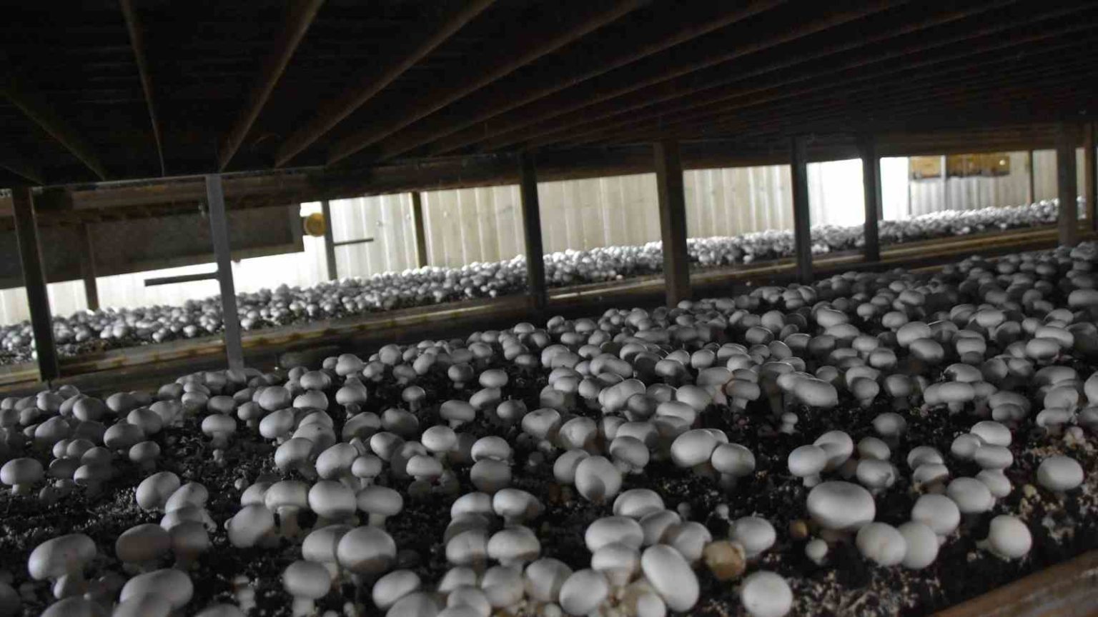 How to Grow Mushrooms Indoors in 5 Easy Steps!