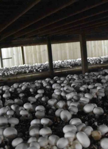 How to Grow Mushrooms Indoors