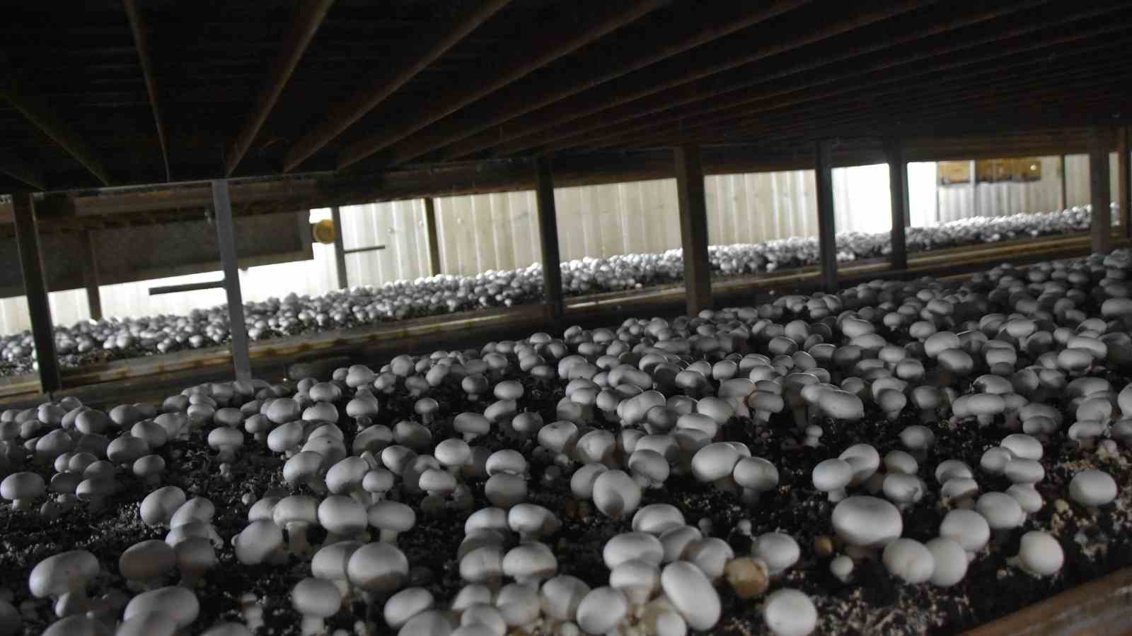 How to Grow Mushrooms Indoors 